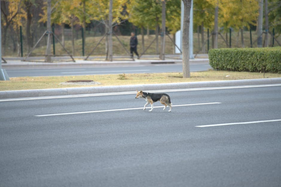 Stray Dogs Take Over Roads After Midnight, Prompting Curfew Talks