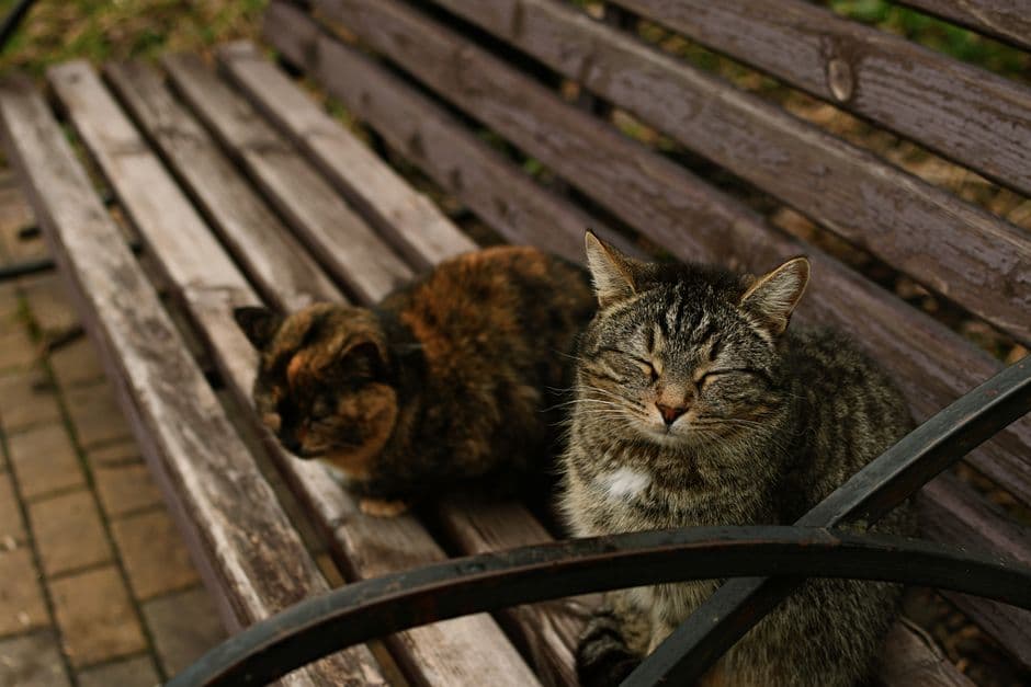 Cats Set New Record for Longest Continuous Nap on Public Bench